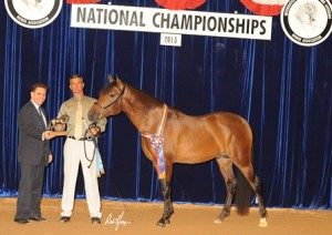 2015 IALHA National Grand Champion 2 yr old Colt