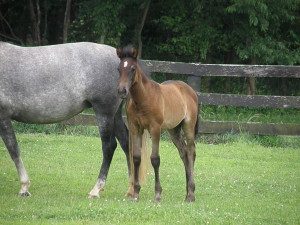 Glen Aryn Farm mare and foal